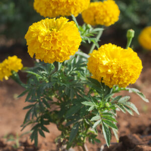 Flor de Cempasúchil