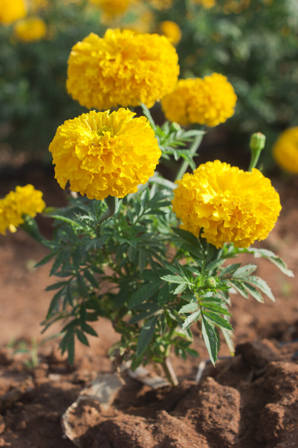 Flor de Cempasúchil