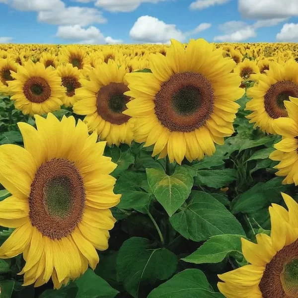 Girasol