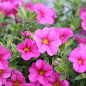 Petunia
