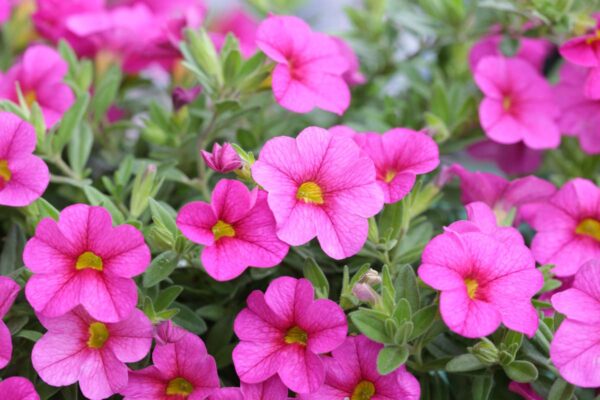 Petunia
